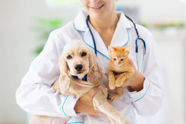 Каковы причины и как лечить дерматит у собак и кошек?
